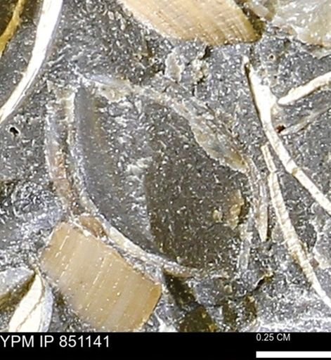 Limopsis striatopunctatus