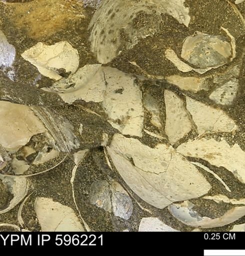 undet. Mollusca