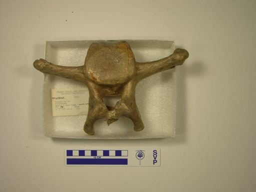Mylodon harlani