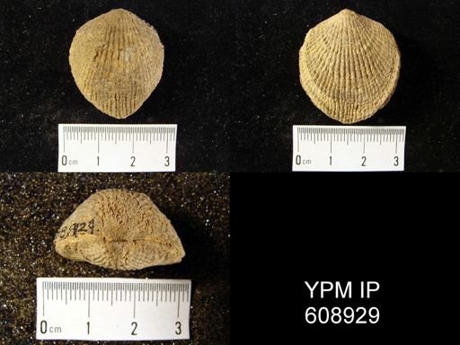 Atrypa reticularis