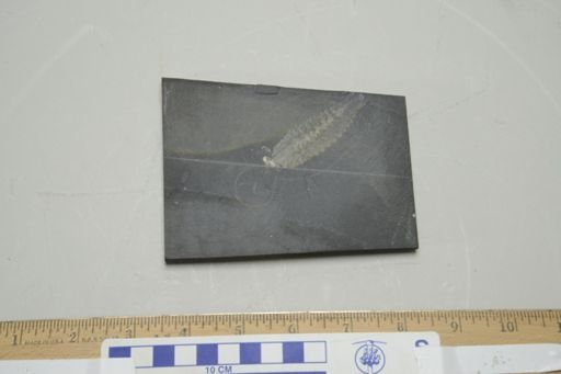 Opabinia regalis