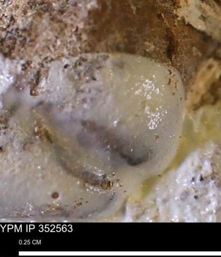 undet. Bivalvia