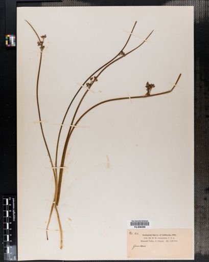 Juncus