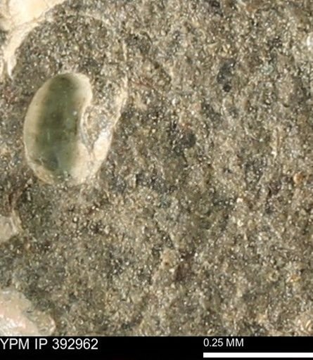 undet. Mollusca