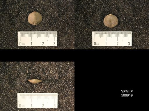 Dalmanella testudinaria