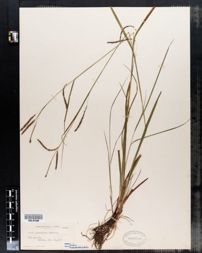 Carex gracillima