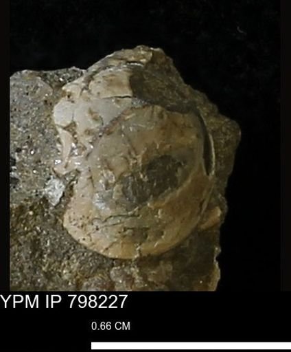 Protocardia sp.