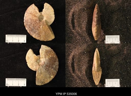 Placenticeras sp.