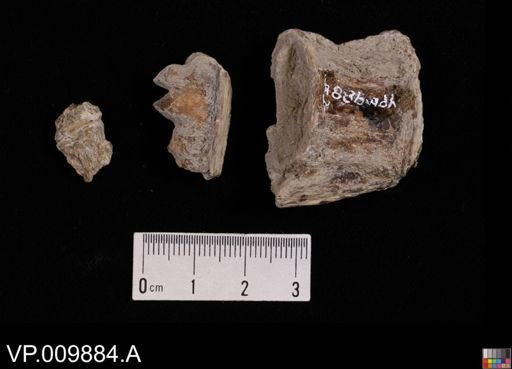 undet. Actinopterygii