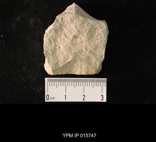 Pycnoblattina