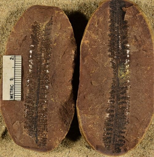Pecopteris