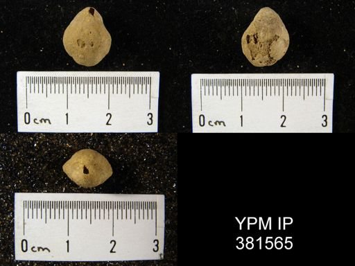 Whitfieldella prosseri?