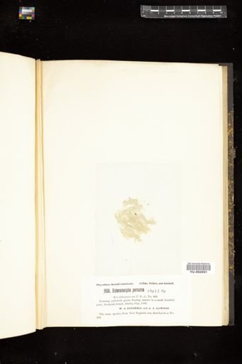 Enteromorpha percursa