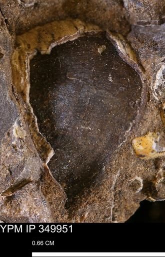 undet. Mollusca