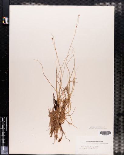 Carex trisperma