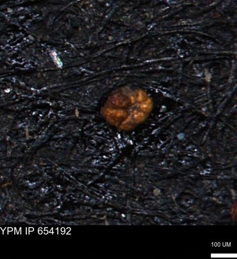 Haplophragmoides uniorbis