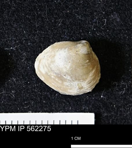 Limopsis striatopunctatus