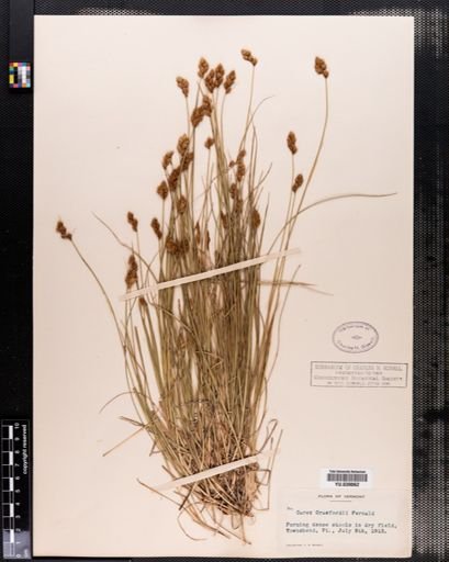 Carex crawfordii