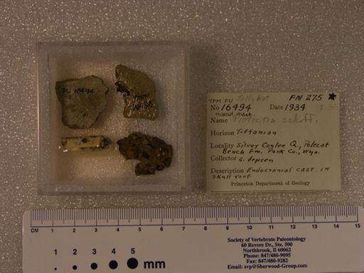 Miacidae