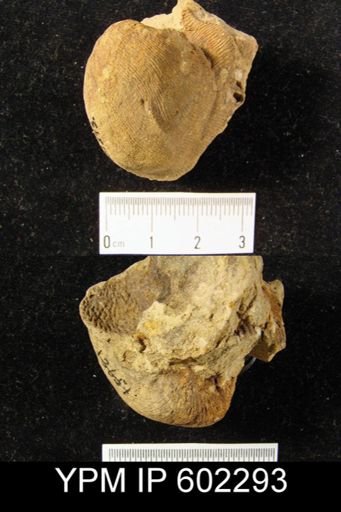 Linoproductus ovatus