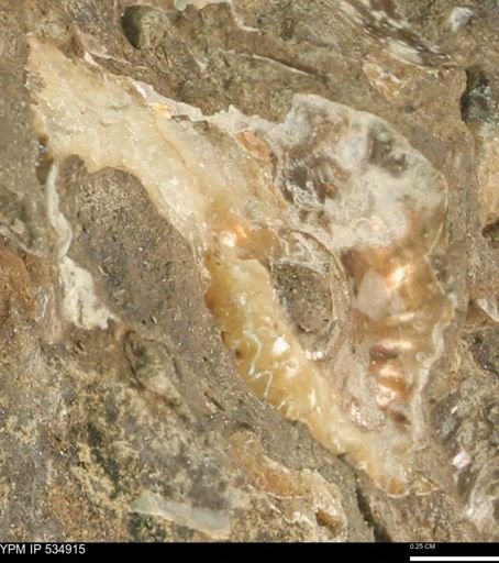 undet. Scaphitidae