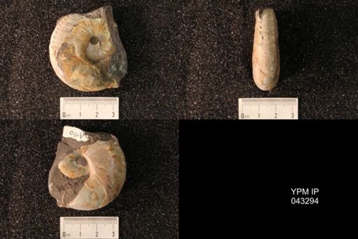 Hoploscaphites nicolletii