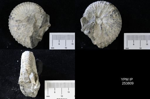 Discoscaphites sp.