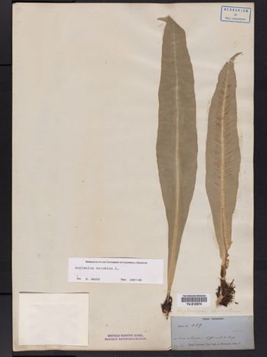 Asplenium
