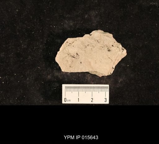 Demopterum gracile