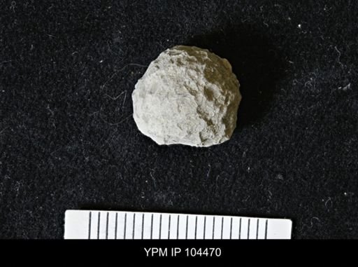 Favosites forbesi