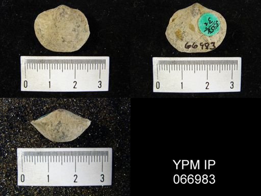 Schizophoria impressa