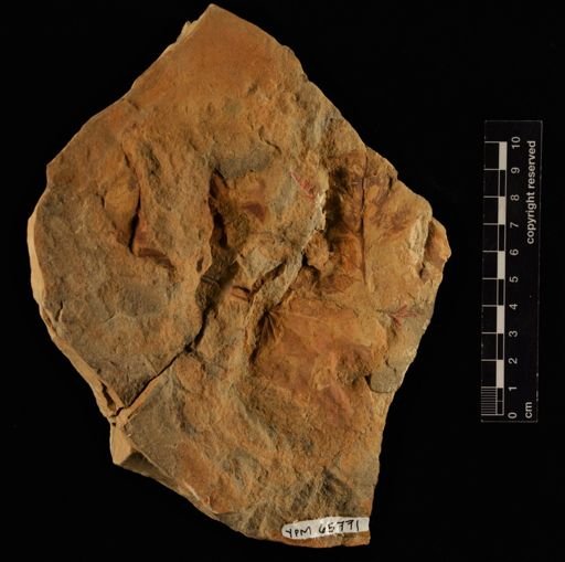 Onoclea hesperia