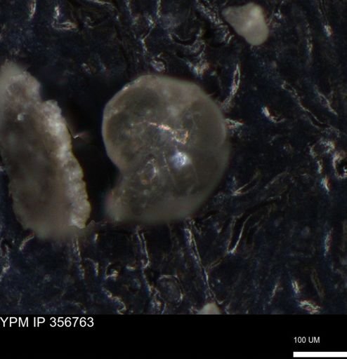 undet. Foraminiferida
