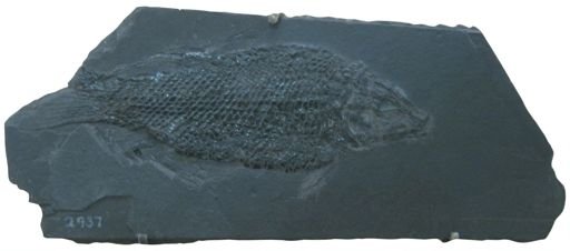 Semionotus micropterus