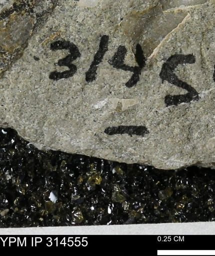 undet. Mollusca