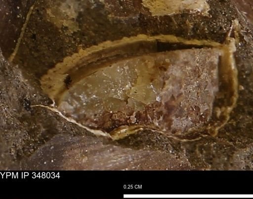 undet. Bivalvia