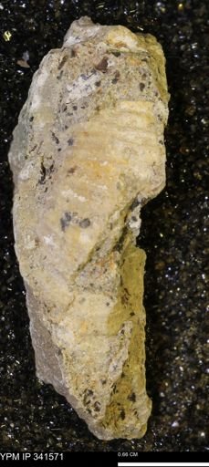Scaphites sp.