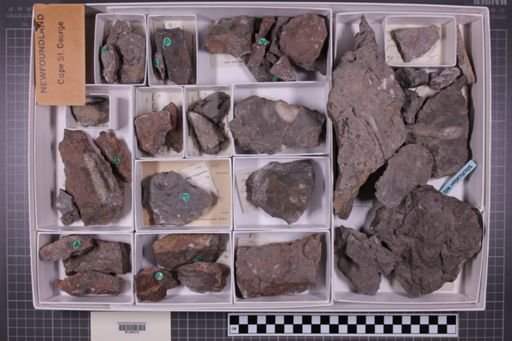 mixed taxa, stratigraphic collection