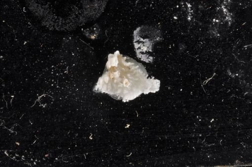Bryozoa
