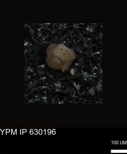undet. Foraminiferida