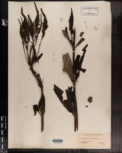 Plantae