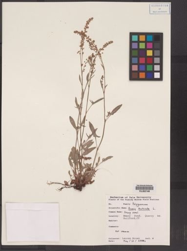 Rumex acetosella