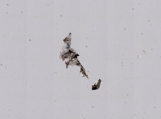 Vampyroteuthis infernalis
