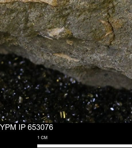 undet. Mollusca