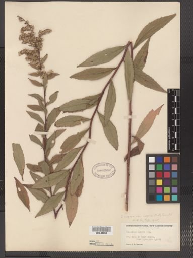 Solidago rugosa aspera