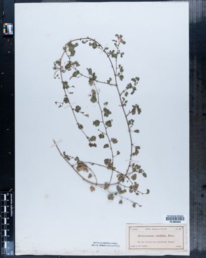 Aeschynomene
