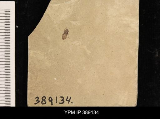 undet. Insecta