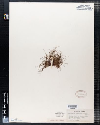 Hemicarpha micrantha