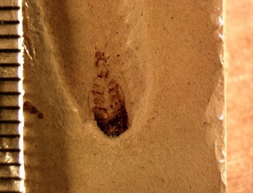 Blattodea?