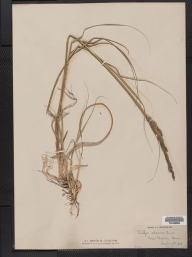 Sporobolus asper
